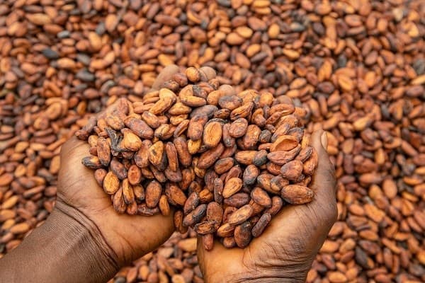 Cocoa Carriers Suspend Strike After Successful Talks with Cocoa Marketing Company