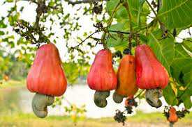GOVERNMENT SHOULD ALSO FOCUS ON CASHEW FARMERS