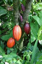 COCOA FARMERS REJECT PRODUCER PRICE OF COCOA FOR 2019/2020 COCOA SEASON.