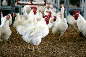 POULTRY FARMER LOOSE OVER 5,000 BIRDS TO FLOOD