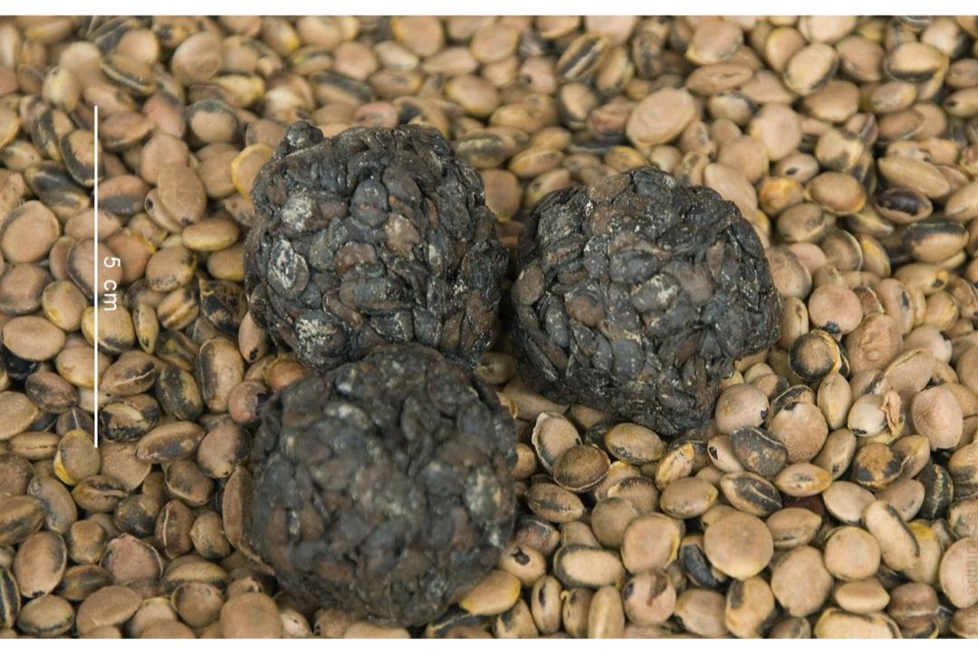 Health Benefit Of Dawadawa Also Known As Locust