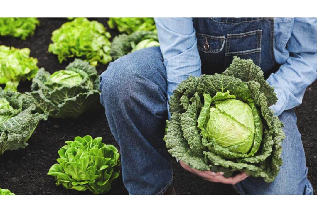 9 Impressive Health Benefits of Cabbage