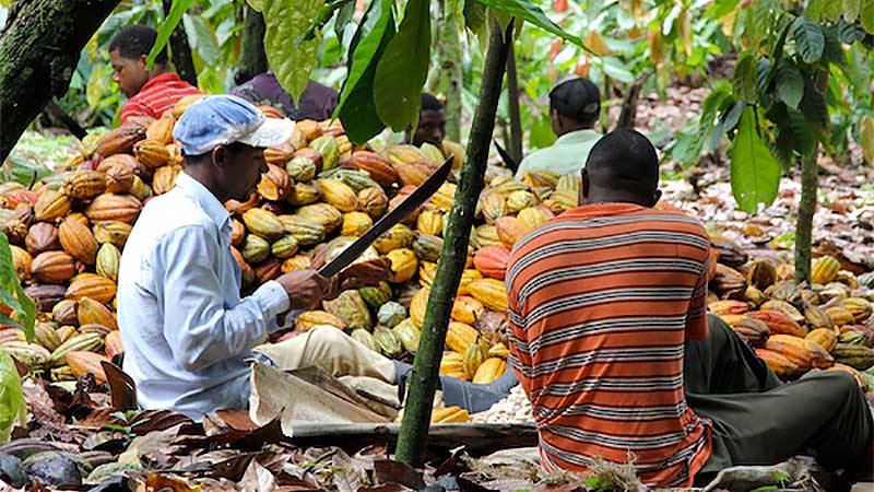 Twifo Ati-Morkwa  Farmers Praise Gov’t For Electronic Weighing Scales